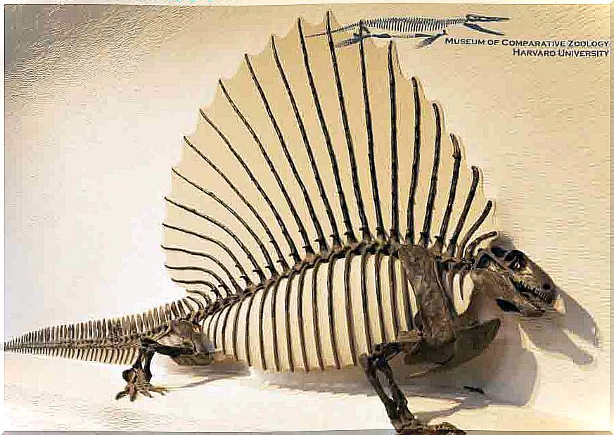 Edaphosaurus