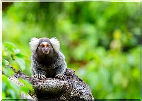 marmoset monkey: characteristics and feeding