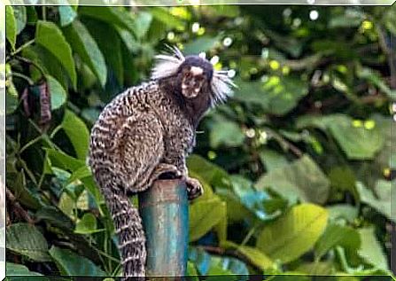 Characters of the marmoset monkey