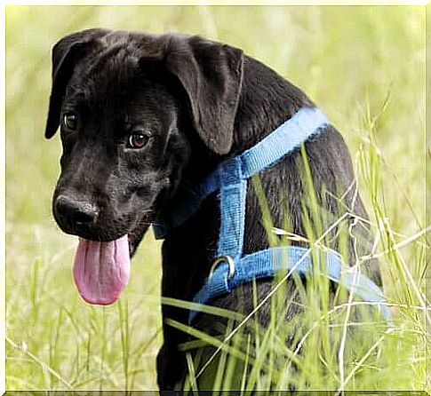 Myths and Truth About Dog Harness