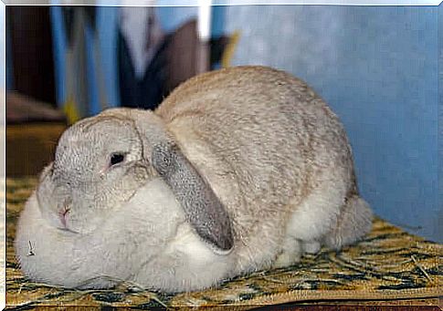 Obesity in rabbits: symptoms and causes