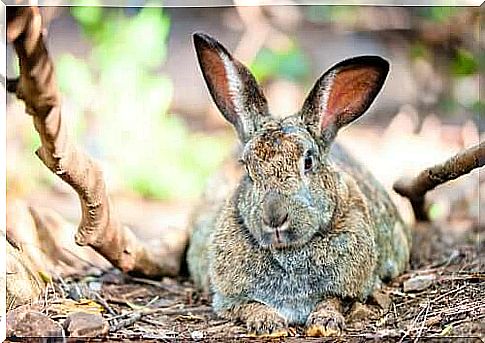 What causes obesity in rabbits?