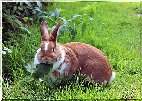 rabbit feeding