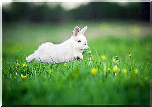 rabbit running in the grass