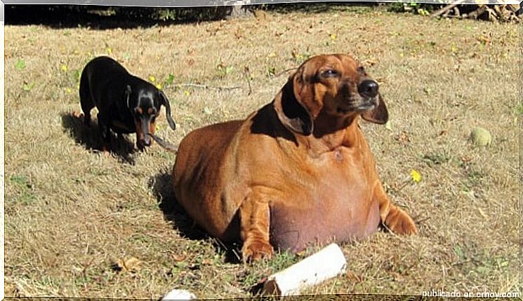 dog that lost 25 kilos