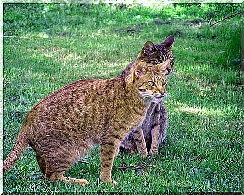 Ocicat cat, a wild looking kitten