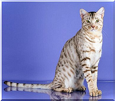 Ocicat