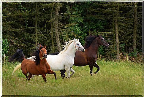 free horse breeding