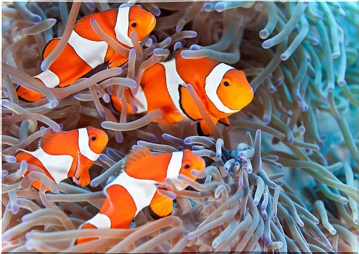 A group of clownfish in an anemone.