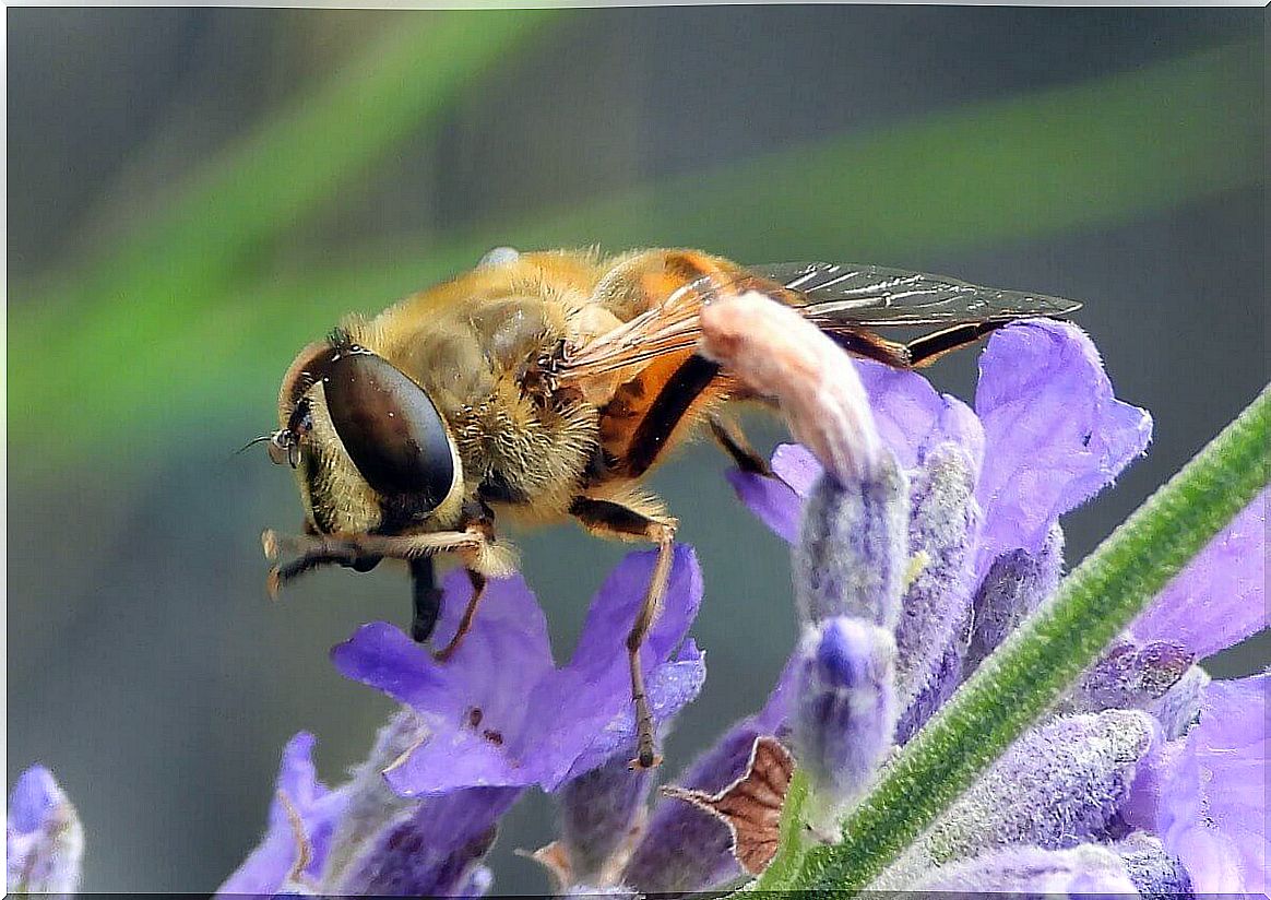 A fly that causes myiasis.