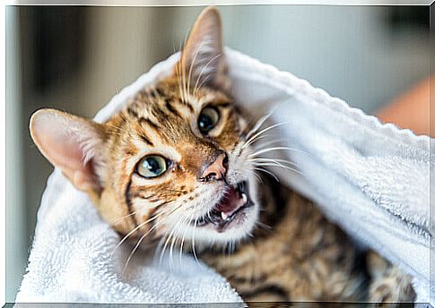 cat wrapped in towel