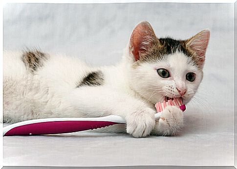 kitten biting toothbrush