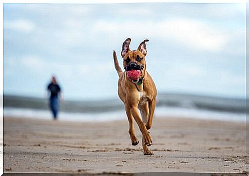 Pet friendly beaches: discover the best