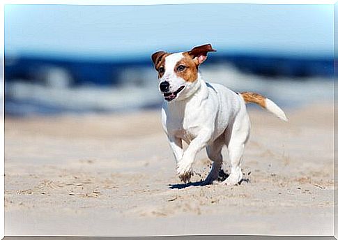 dog on the beach