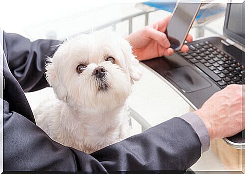 Petfriendly Universities: take your dog to work