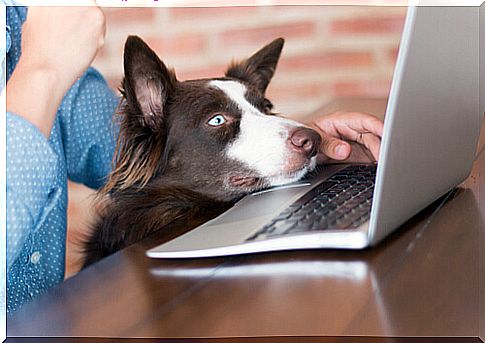 dog in the office