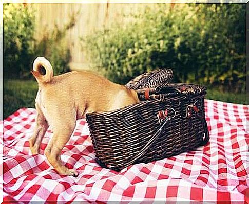 Tips for Picnic Dogs