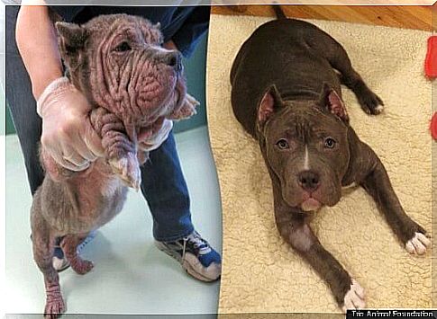 Photos of dogs before and after being rescued