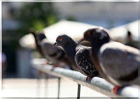 Pigeons are a worrying urban pest