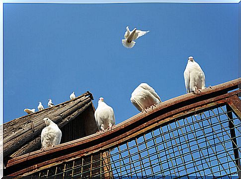 Pigeons: an urban pest