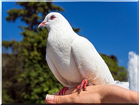 Carrier pigeon