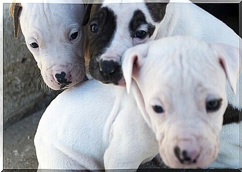 Pitbul mother seeks help to rescue her puppies