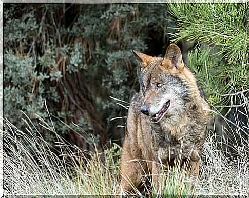 Iberian wolf