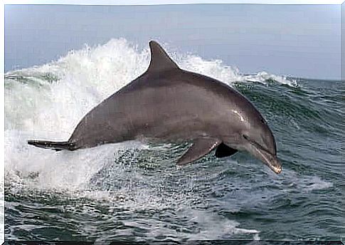 dolphin swimming