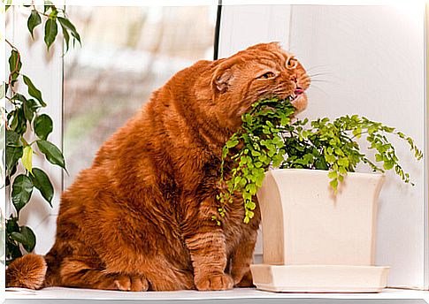 Toxic plants for cats