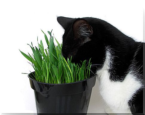 Toxic plants for cats