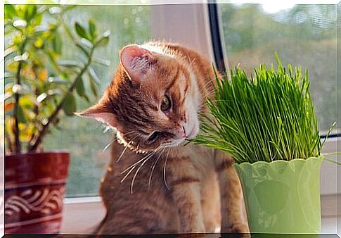 Toxic plants for cats