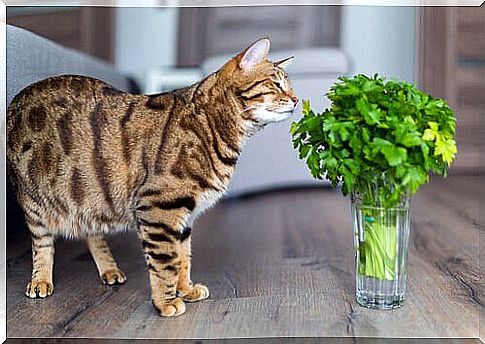 Toxic Plants for Cats: Kitten Smelling Coriander Branch