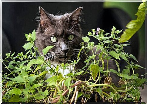 cat in the garden