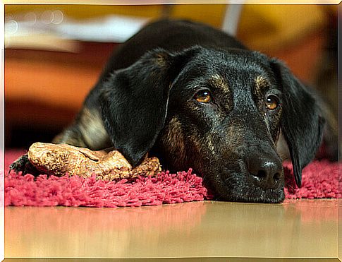 dog lying on the mat