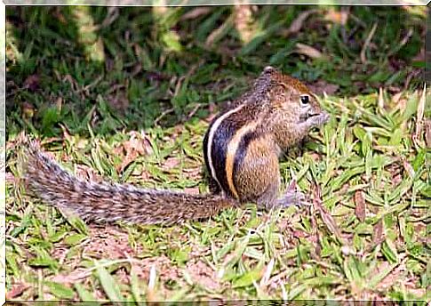 The prevost squirrel family