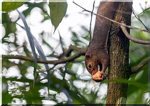 banana squirrel