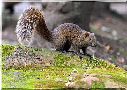 pallas squirrel