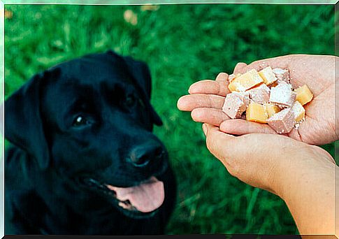 Proper nutrition helps prevent cancer in your pet