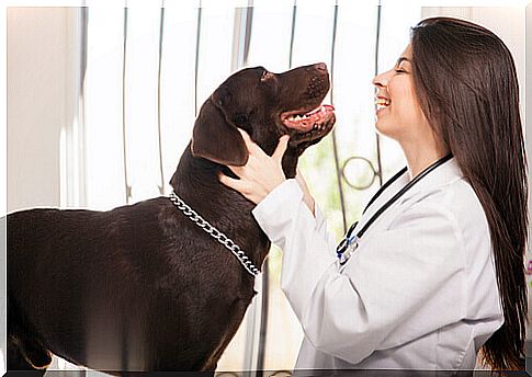 Veterinarian taking care of a dog