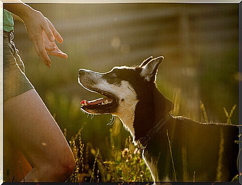 Protective dog for abused women