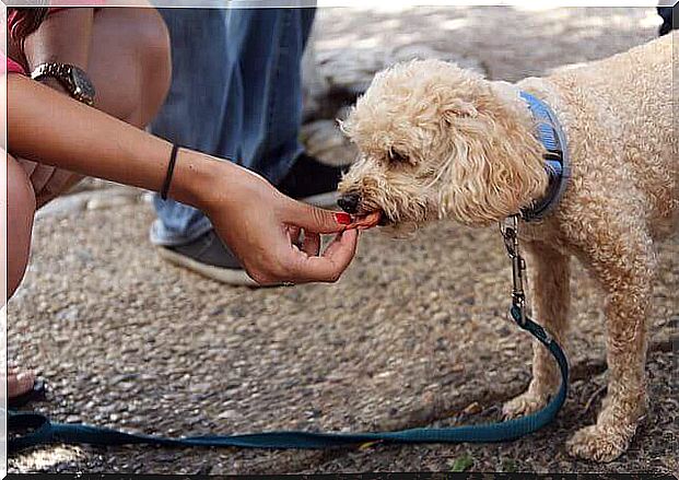 Recipes for dogs based on liver and rosemary