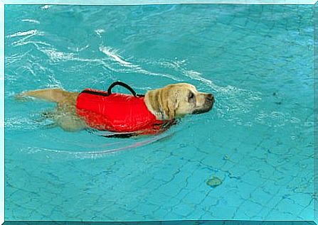 Dog doing physiotherapy in water