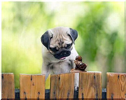 Risks of letting dogs eat snails