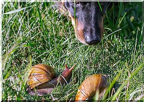 Risks of letting dogs eat snails