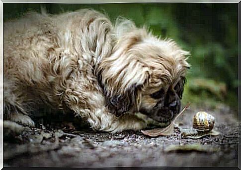 Risks of letting dogs eat snails