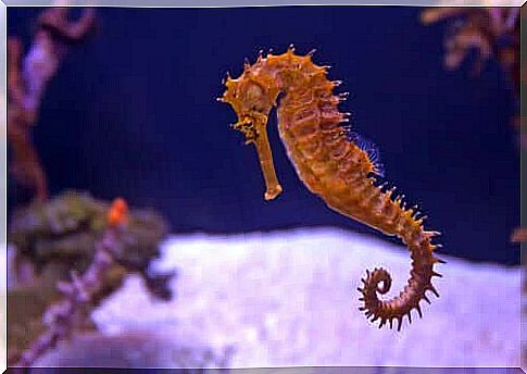 Seahorse: everything you need to know