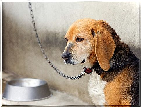 chained dog