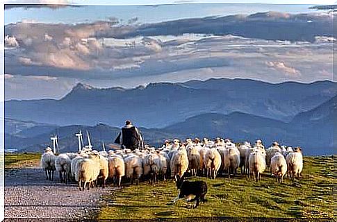 Sheep: Sheep Feeding