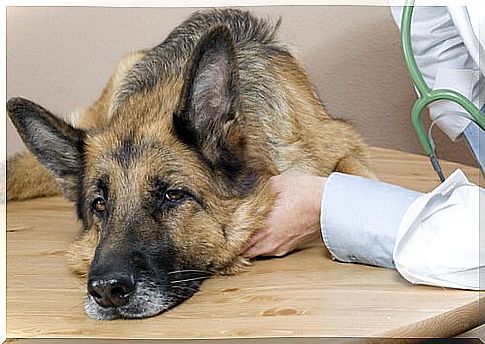 Signs of Illness in Dogs and How to Detect Them