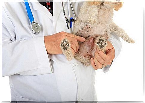 Dog with tumor at the veterinarian